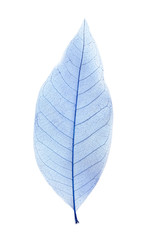 Skeleton leaf isolated on a white