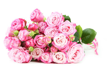 beautiful pink roses isolated on white