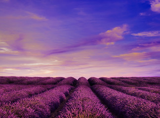 Fototapeta na wymiar Lavender field Summer sunset landscape