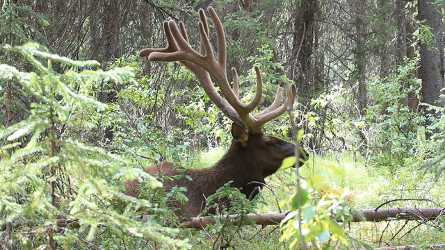 Elk bull laying in forest P HD 1305
