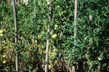 Fototapeta na wymiar Green tomatoes in the garden.Non ripe.