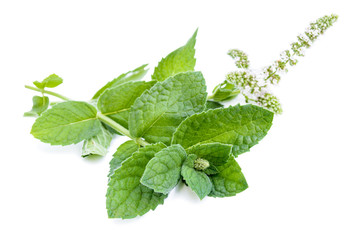 Fresh mint leaves with flowers