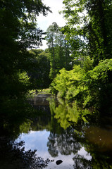 Light shining through forest on a lake