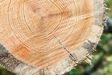 Fresh wooden log section closeup photo