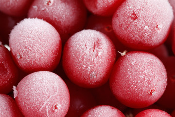 Guelder rose,, frozen stocks for the winter