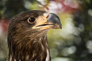 Hawk.