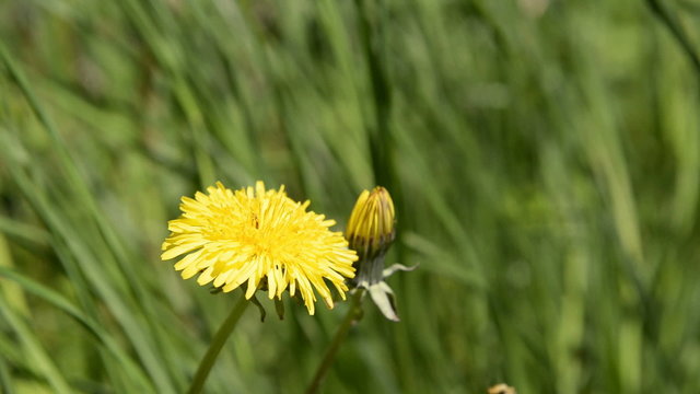 Close up of a yellow dandelion flower in summer
