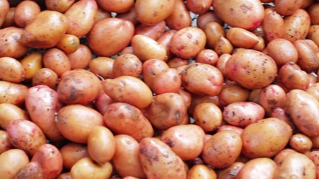 Clean sorted potatoes.