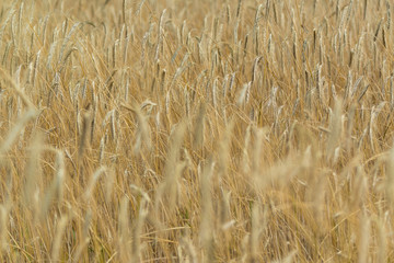 Golden Wheat Field