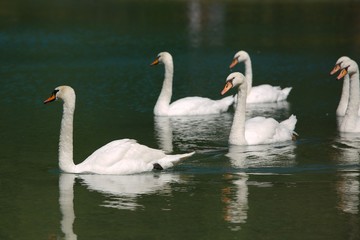 Swans on a lake