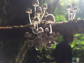 Mushrooms in the morning