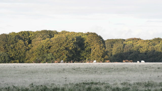 Red deer,&nbsp;Cervus elaphus roaring during the mating season in autumn
