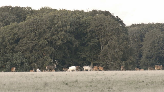Red deer,&nbsp;Cervus elaphus roaring during the mating seasen in autumn
