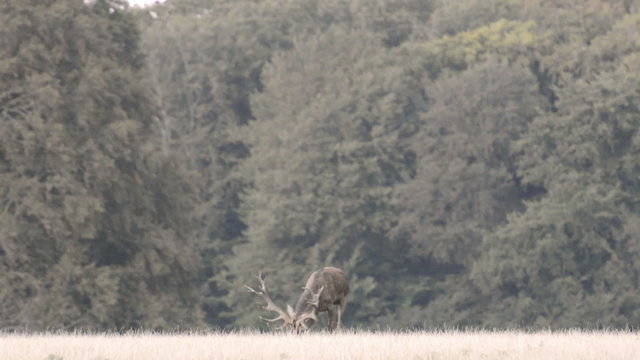 Red deer,&nbsp;Cervus elaphus roaring during the mating seasen in autumn
