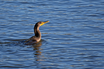 Cormorant swimming