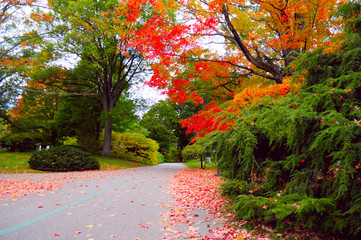 Autumn foliage colors