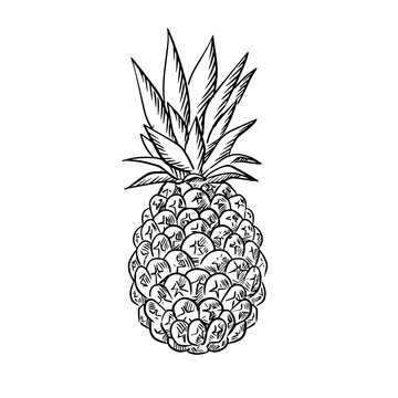 Pineapple fruit with fresh leaves in sketch style