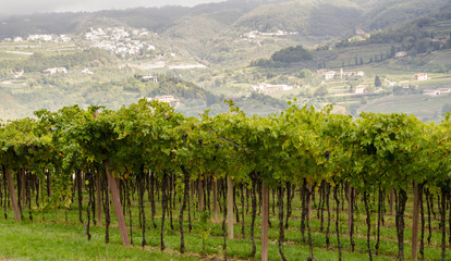 Fototapeta na wymiar Vigneti e grappoli di uva rossa nelle colline di toscana e veneto