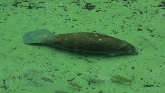 Manatee resting river bottom Blue Springs State Park HD 1917