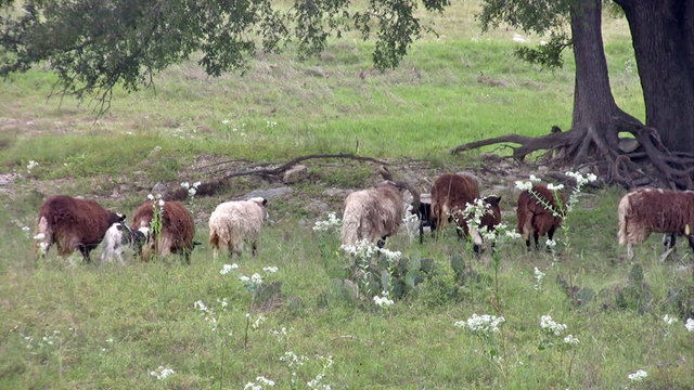 Sheep Jacobs Ram walking across HD