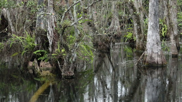 Everglades National Park cypress swamp rain HD 2178