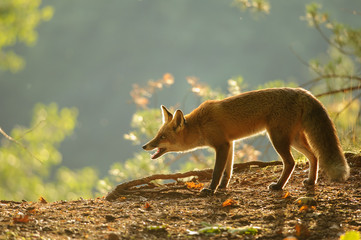 Crouched red fox in beauty autumn backlight