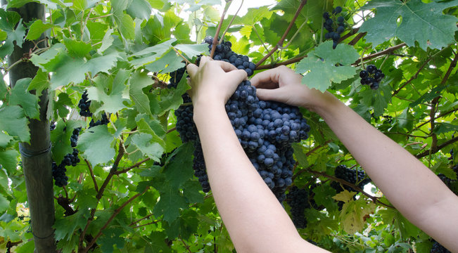 Vendemmia, raccolta a mano di grappoli di uva rossa in veneto a Verona