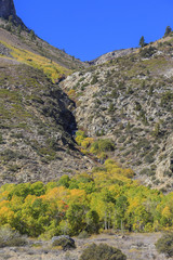 Obraz premium Beautiful fall color in California