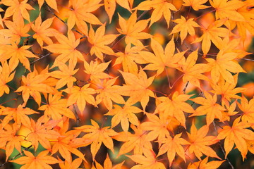 Fototapeta premium 紅葉を俯瞰
