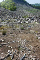  Environmental destruction  Forest felling Japan