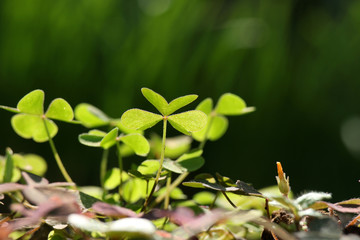 clovers sunbathing