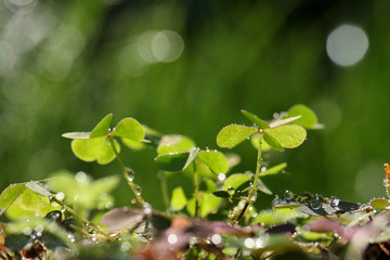 Obraz premium clovers and the morning dew #2