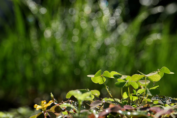 clovers and the morning dew