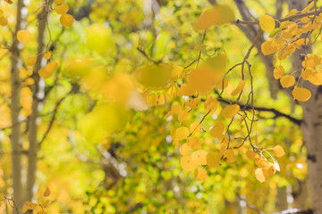 Beautiful fall color in California