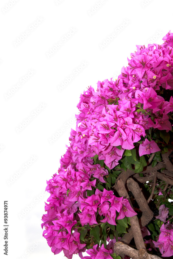 Wall mural stock photo:.pink bougainvillea flower isolated on white backgro