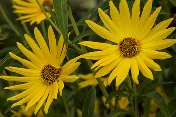 Daisies