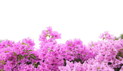 Stock Photo:.Pink Bougainvillea flower isolated on white backgro