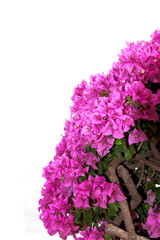 Stock Photo:.Pink Bougainvillea flower isolated on white backgro