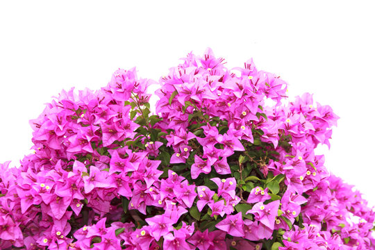 Stock Photo:.Pink Bougainvillea flower isolated on white backgro