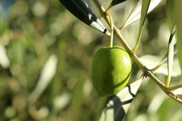 Olive tree © marine art