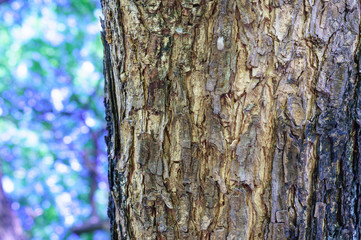 Tree bark close up of saman tree