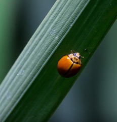 Ladybug running along on blade of green grass. Beautiful nature

