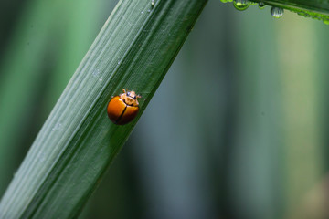 Ladybug running along on blade of green grass. Beautiful nature
