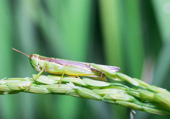 Grasshoppers on green leaf rice
