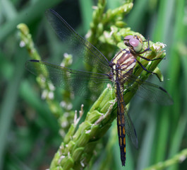 Dragonfly - Beautiful dragonfly on green leaf rice\

