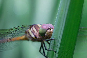 Dragonfly - Beautiful dragonfly on green leaf rice\
