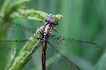 Dragonfly - Beautiful dragonfly on green leaf rice\
