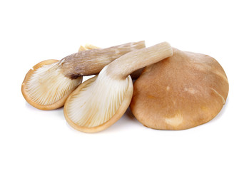 oyster mushroom on white background