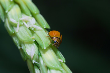 Ladybug running along on blade of green grass. Beautiful nature
