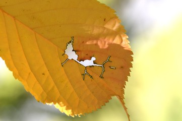 虫食いの葉